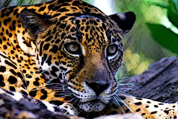 Mayan Animals - Important Animals of Mayan Mythology - Black Howler Monkey,  Mayan Jaguar and More!