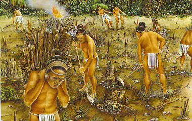 Mayan Farming Slash and Burn